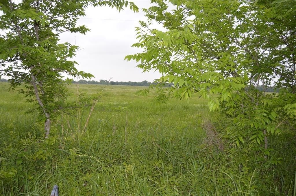 3 acres in Rains County gallery image 2