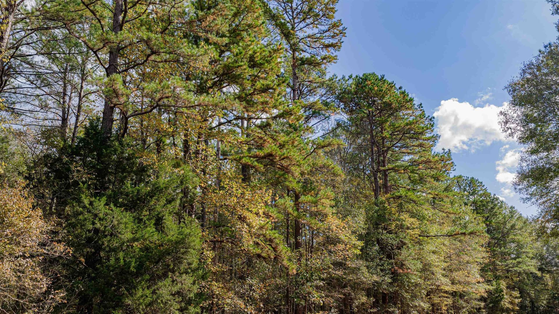 11.83 acres in Rusk County - photo 9