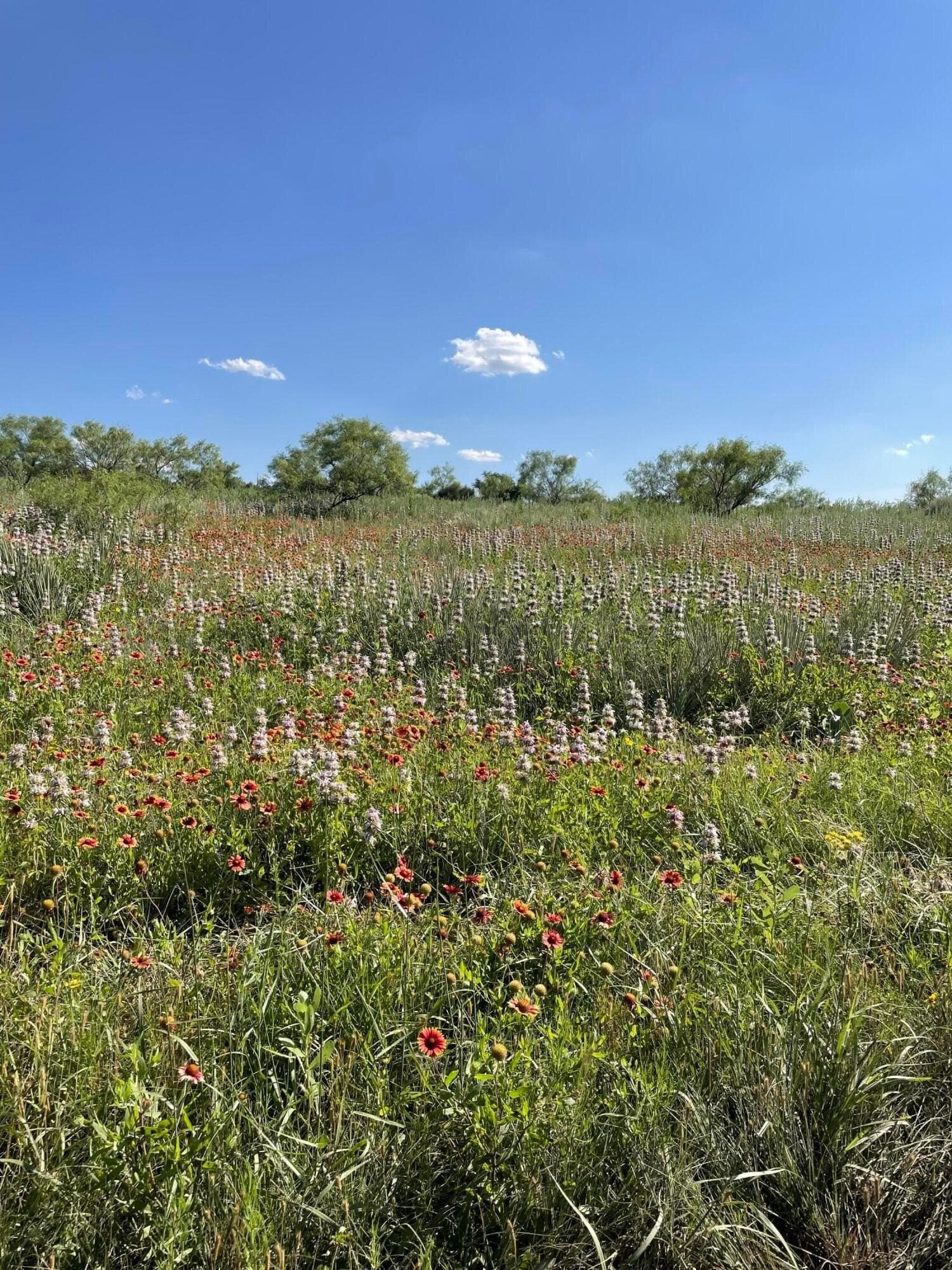 3.38 acres in Randall County - photo 13