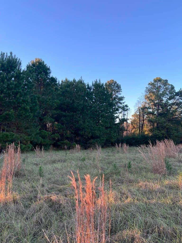 3 acres in Texas County - photo 10