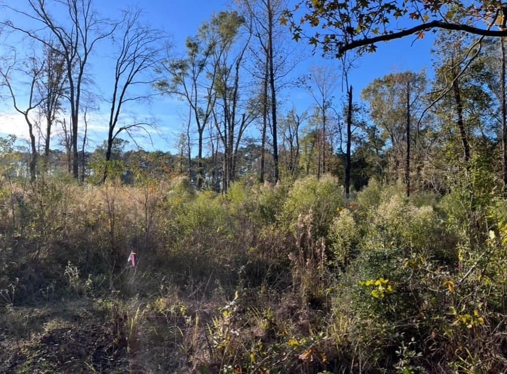 3 acres in Texas County gallery image 4