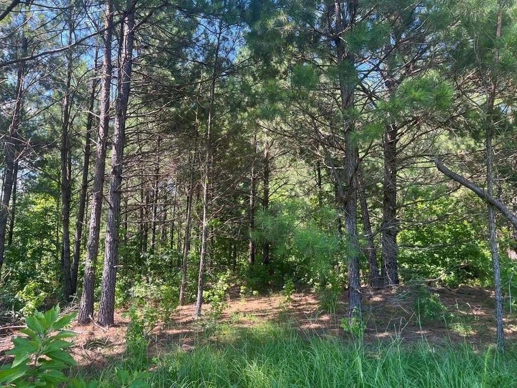 3 acres in Texas County gallery image 3