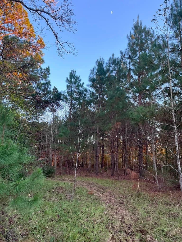3 acres in Texas County - photo 8