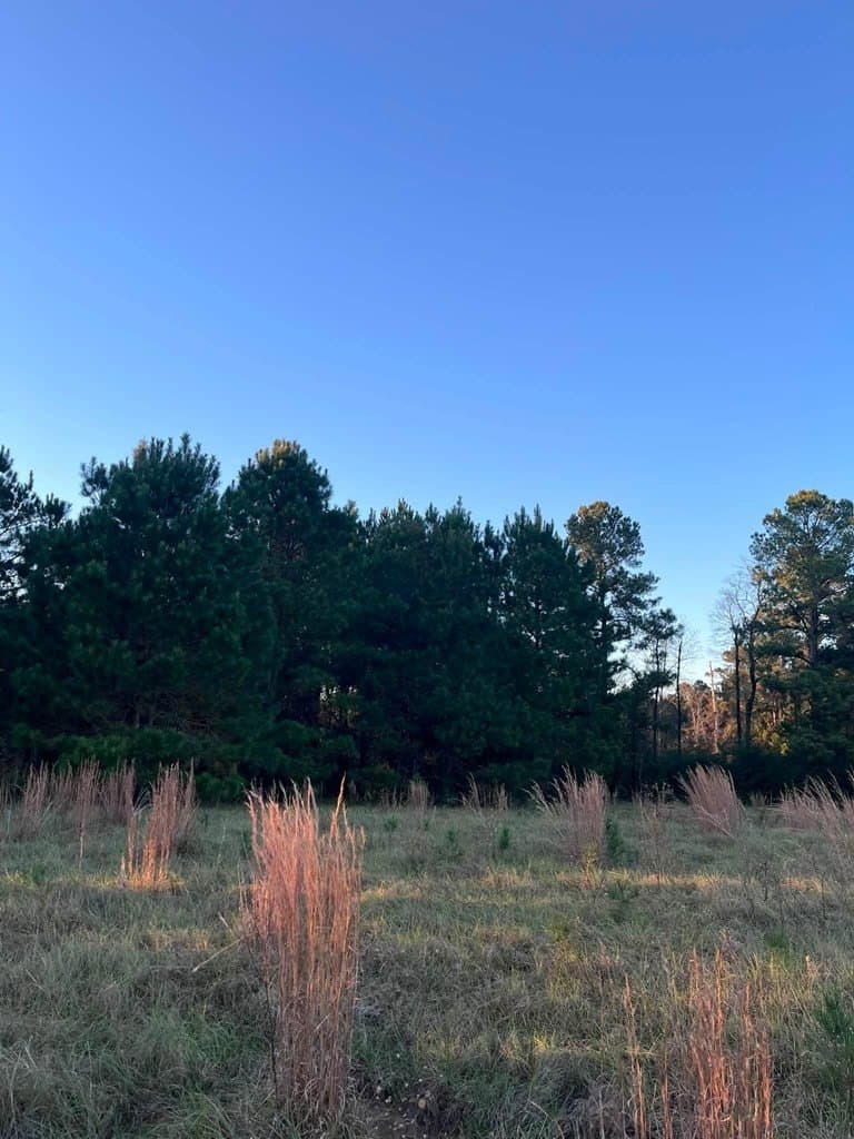 3 acres in Texas County - photo 12