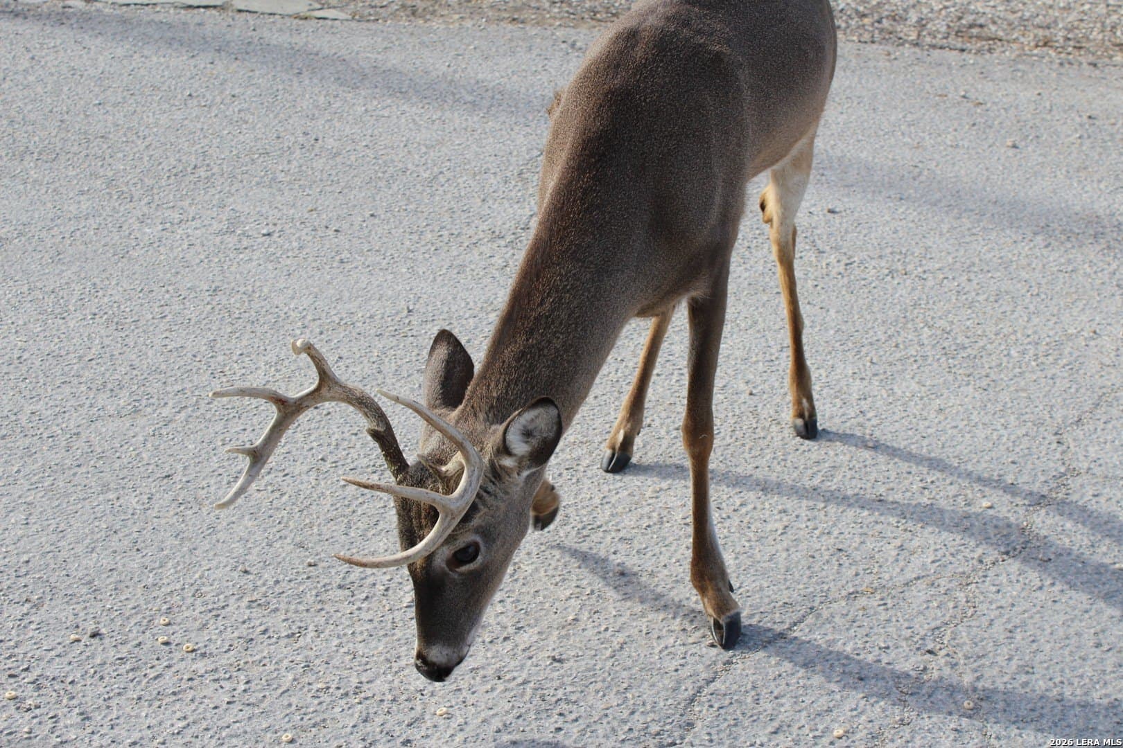 0.24 acres in Comal County - photo 6