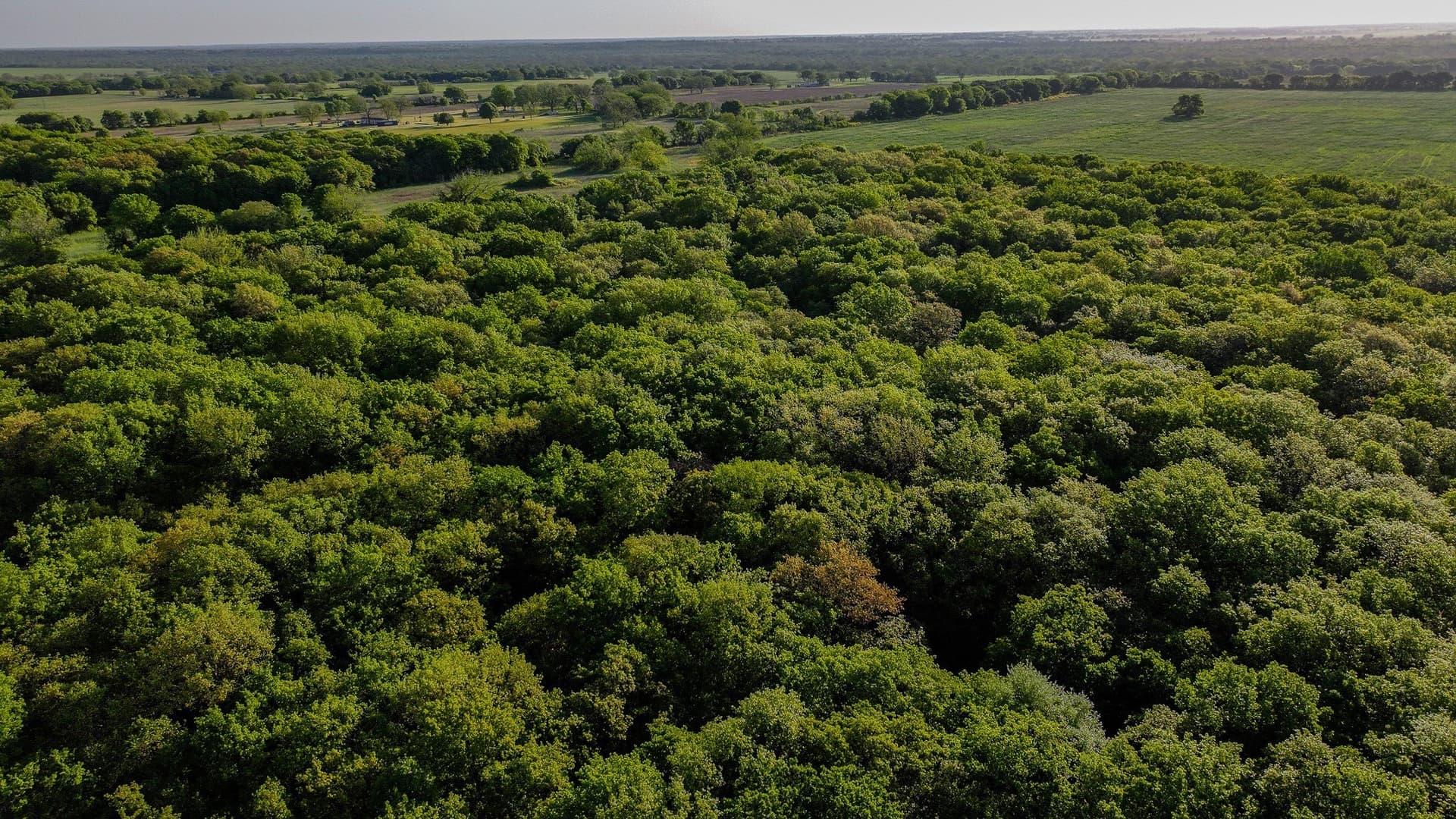 110 acres in Montague County - photo 23