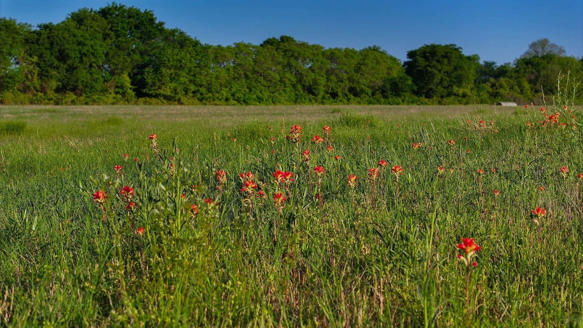 110 acres in Montague County - photo 22