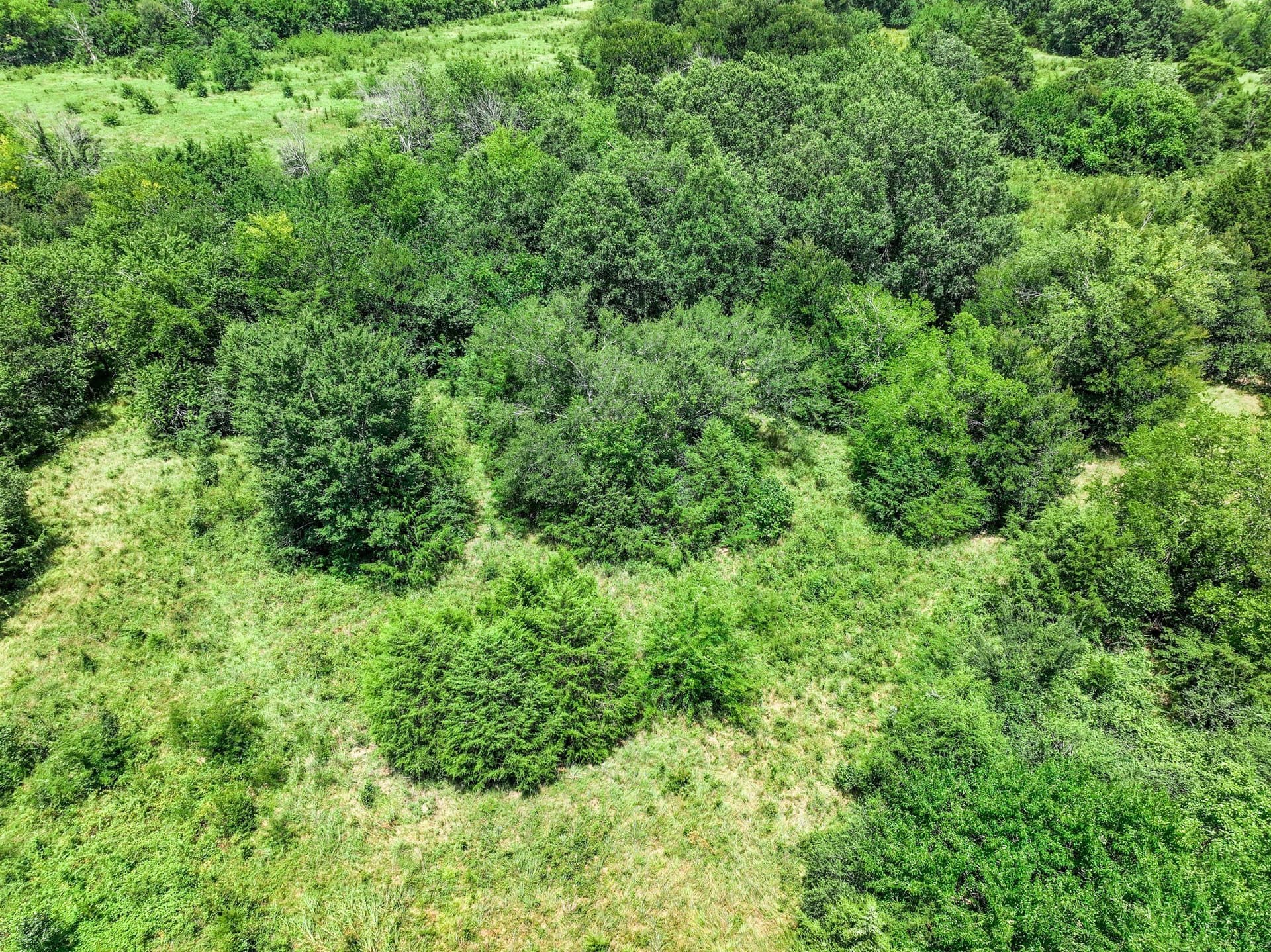 41 acres in Franklin (TX) County - photo 30