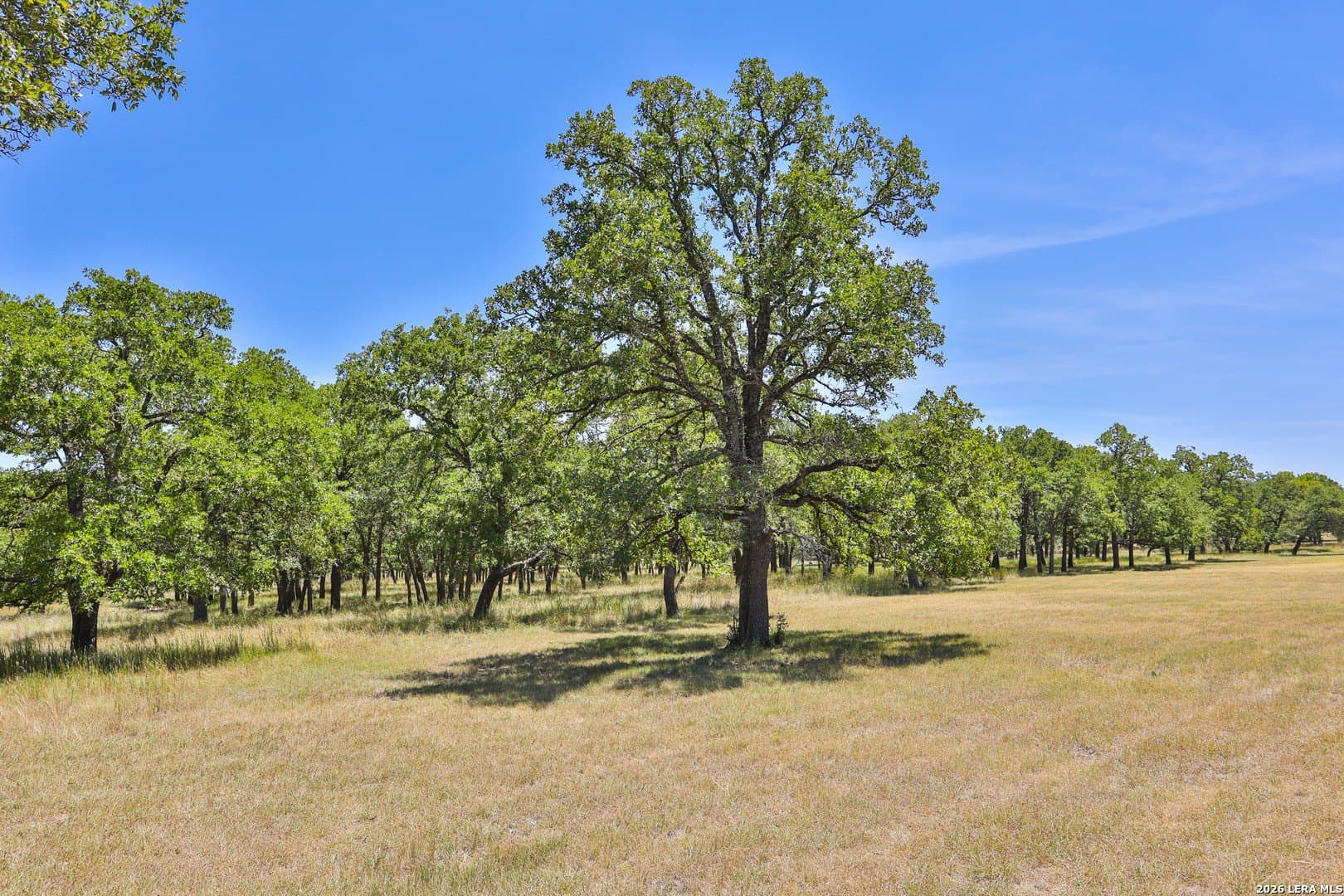 15.96 acres in Comal County gallery image 4