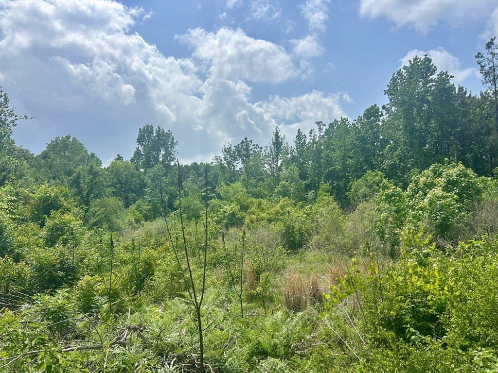 2.36 acres in Texas County gallery image 4