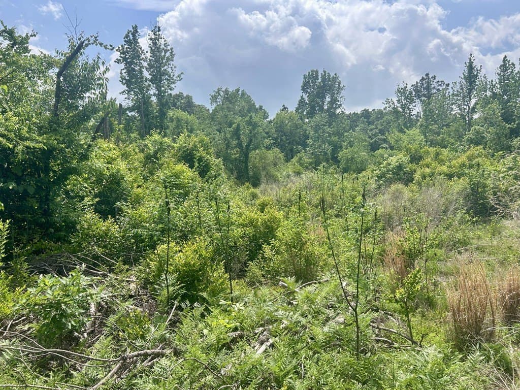 2.36 acres in Texas County featured view