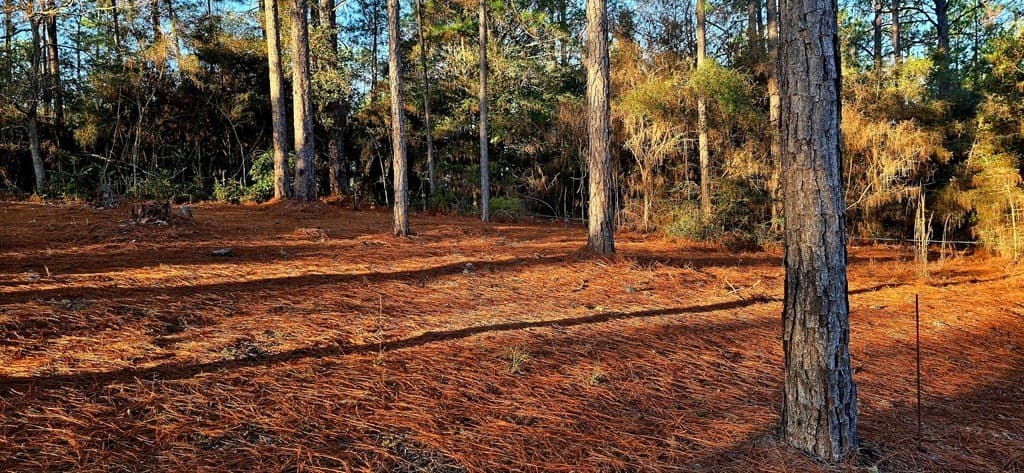 0.23 acres in Texas County gallery image 4