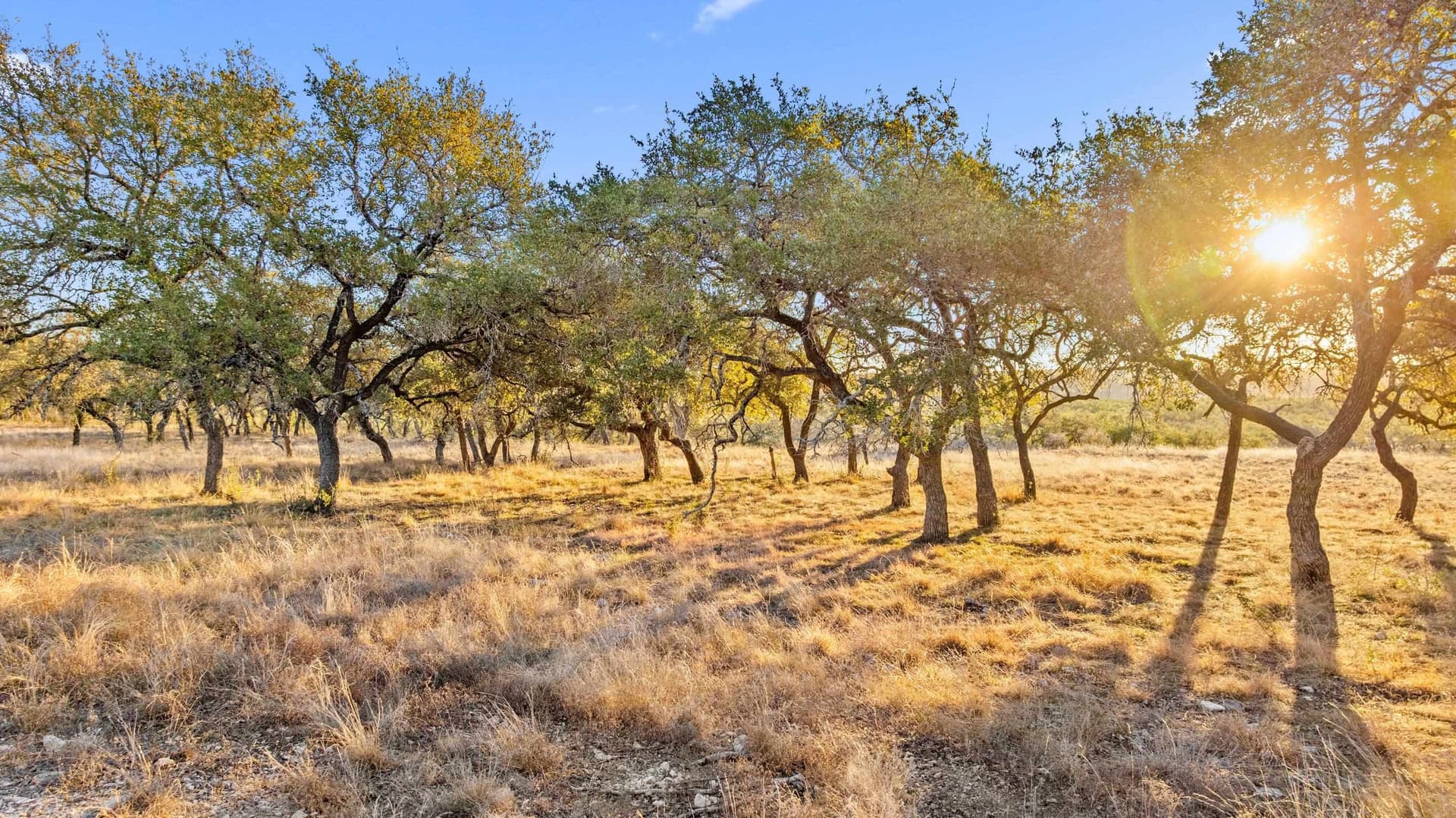 10.01 acres in Blanco County gallery image 3