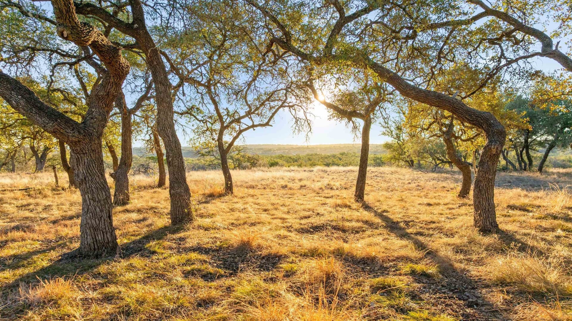 10.01 acres in Blanco County gallery image 4