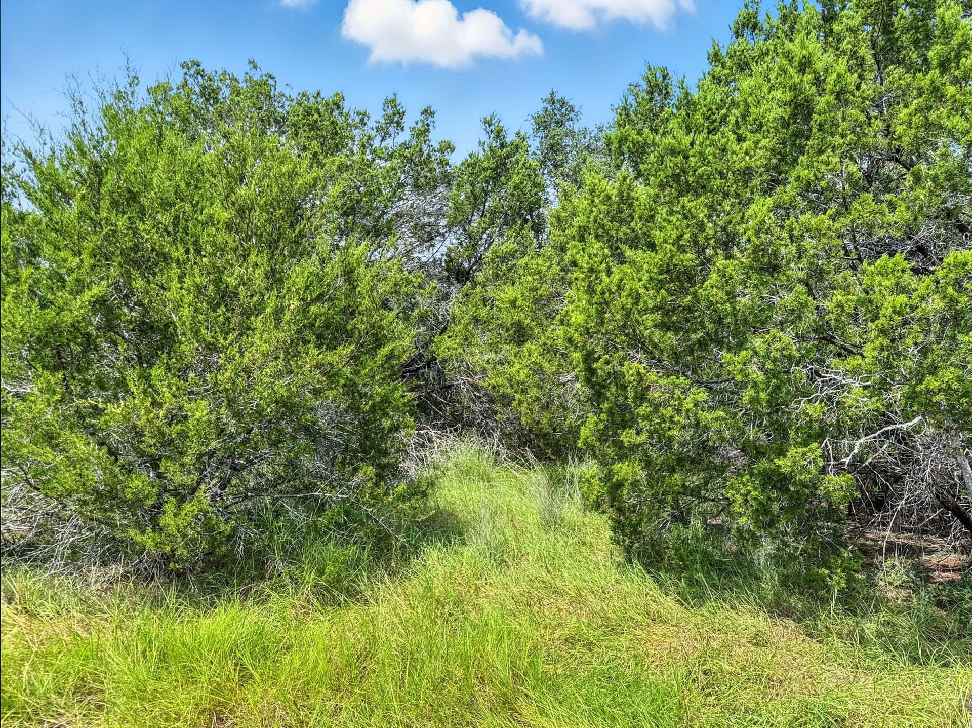 10.01 acres in Hamilton County - photo 17