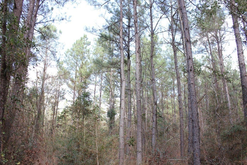 102.38 acres in Texas County - photo 12