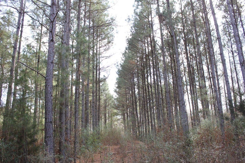 102.38 acres in Texas County - photo 16