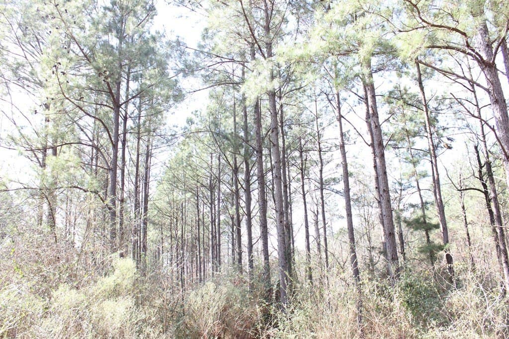 102.38 acres in Texas County - photo 2
