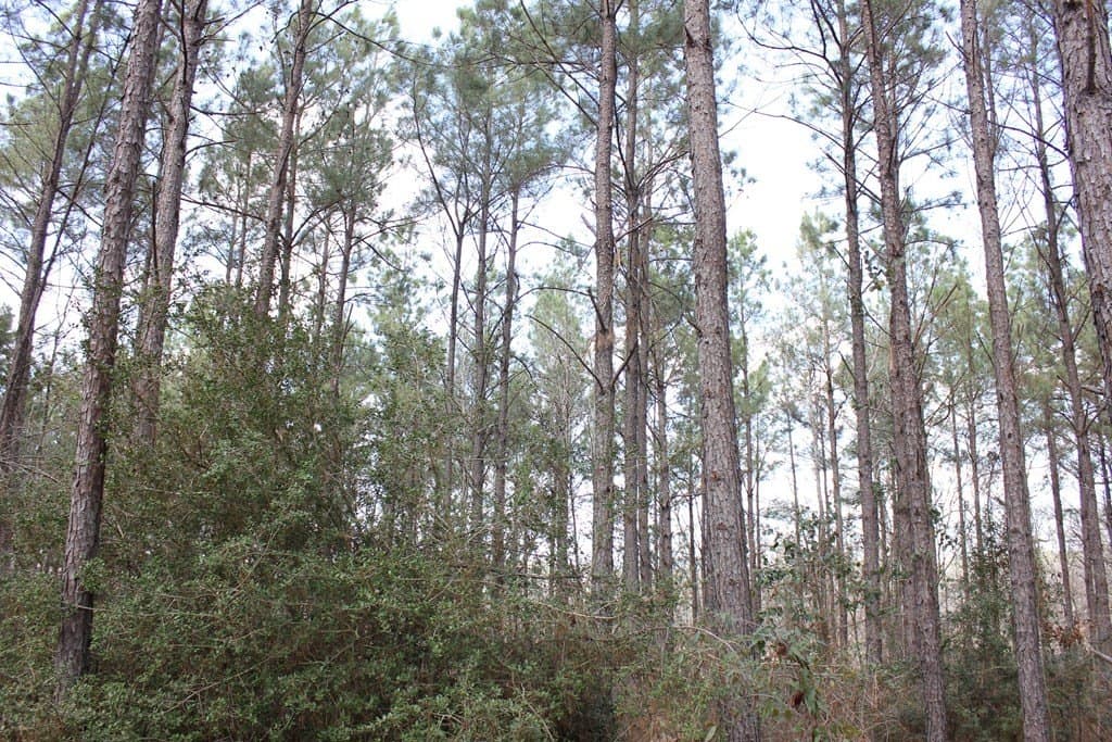 102.38 acres in Texas County - photo 21