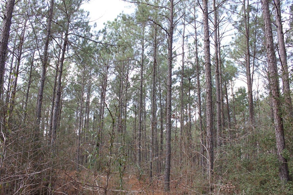 102.38 acres in Texas County - photo 20