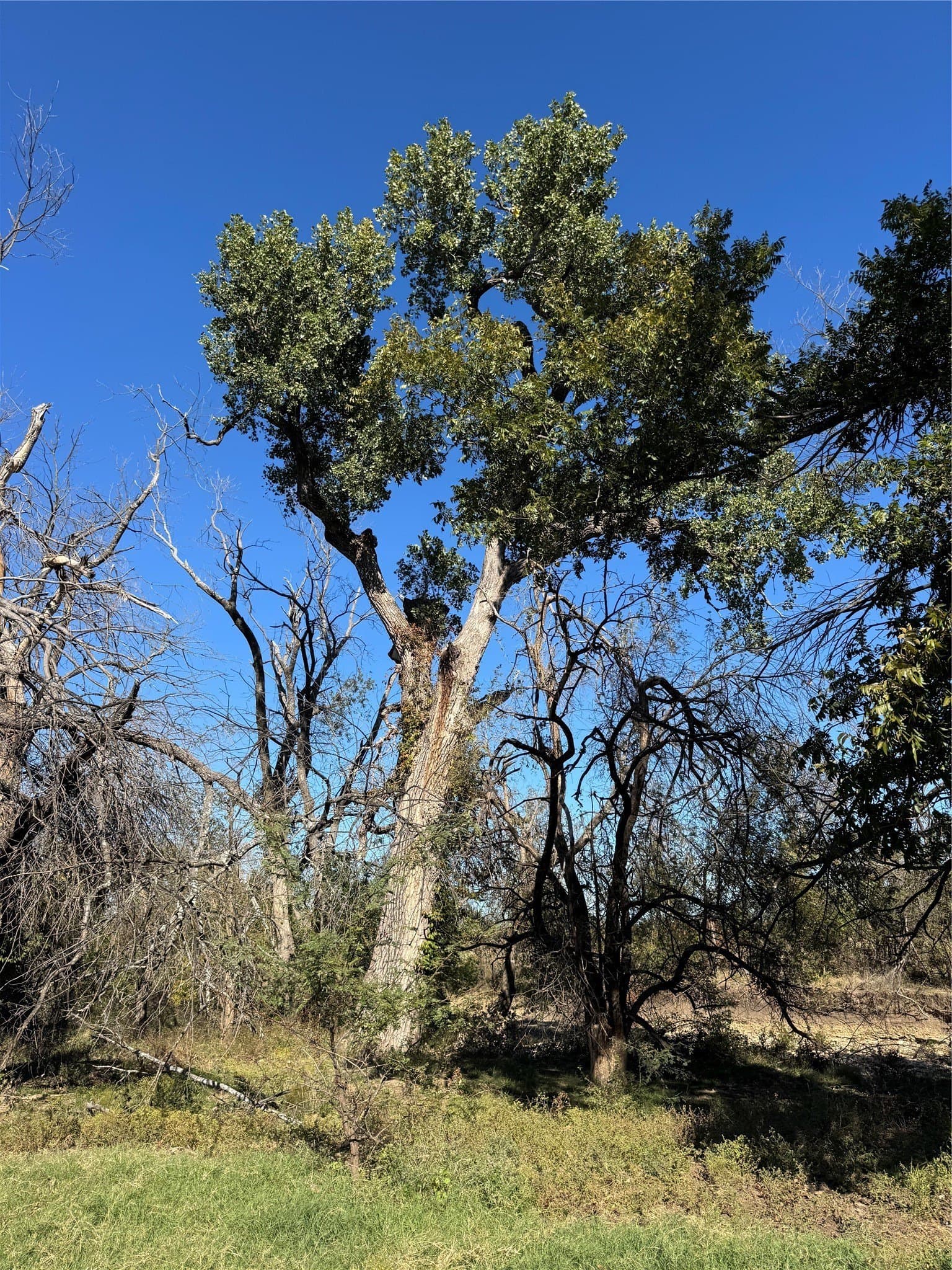 144.3 acres in Cooke County - photo 26