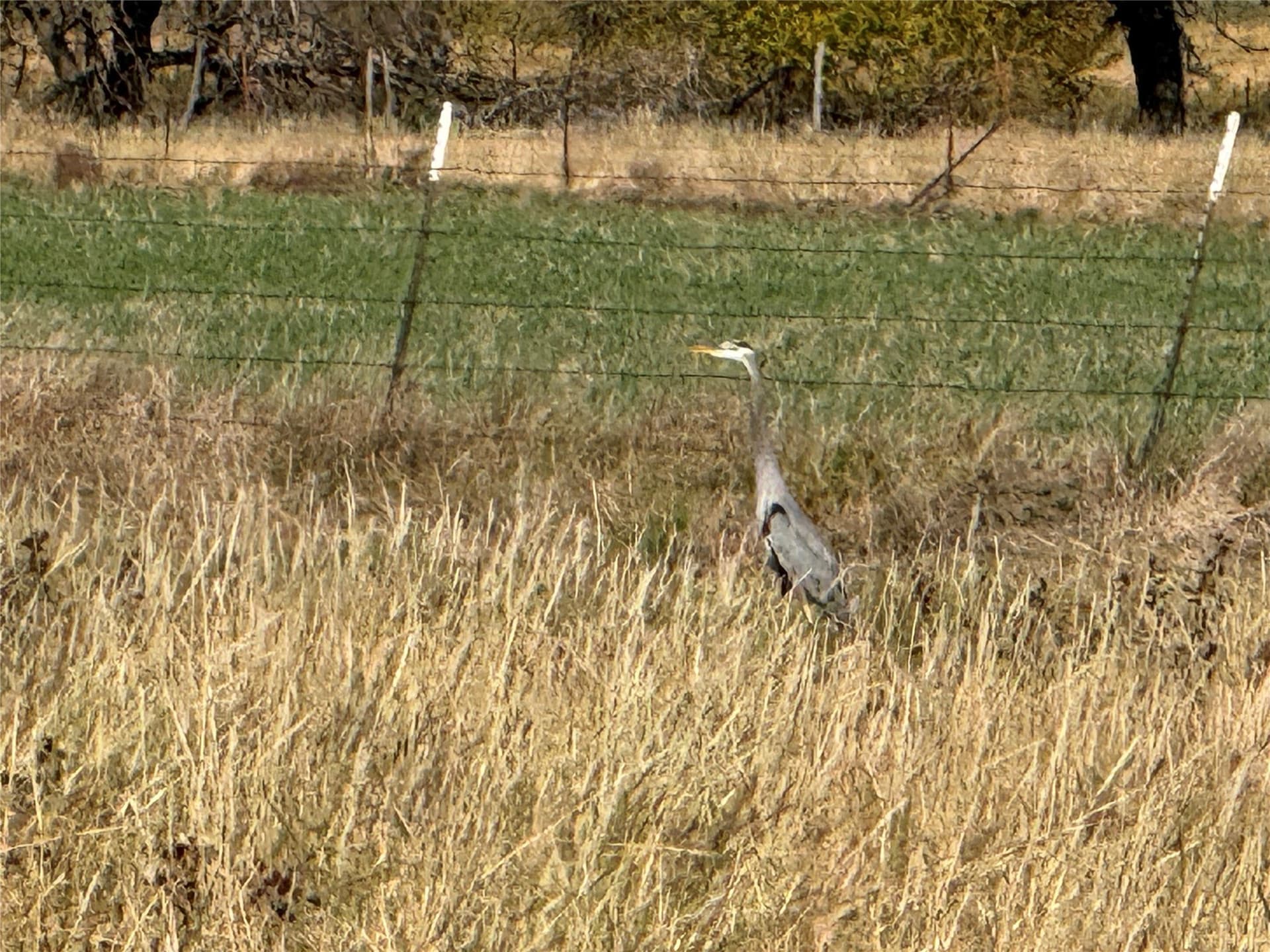 144.3 acres in Cooke County - photo 29