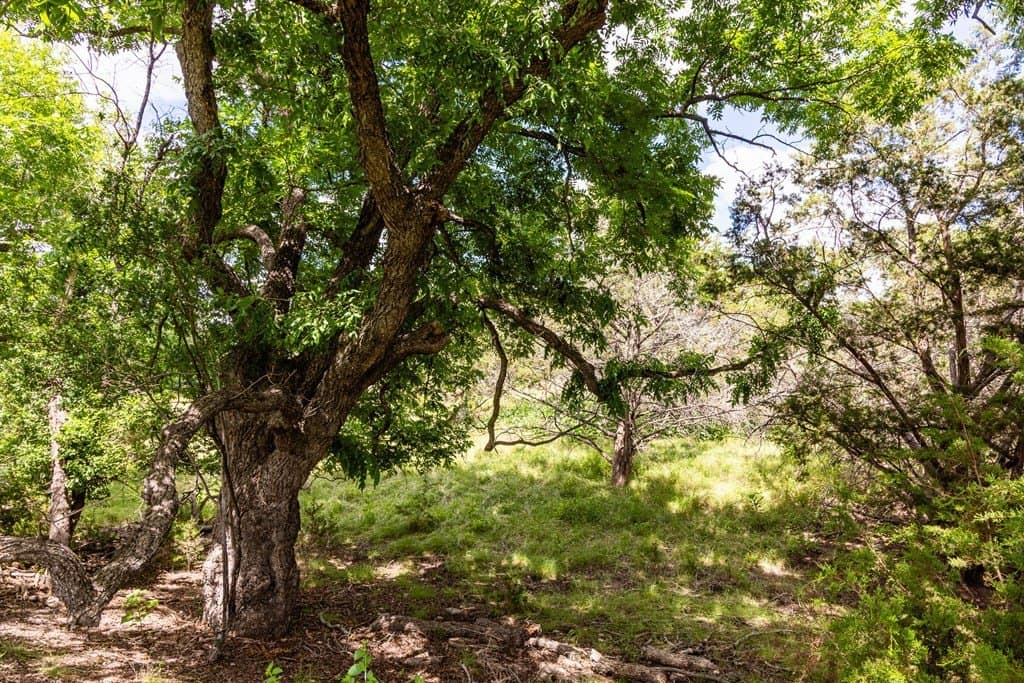 29.38 acres in Kerr County - photo 23