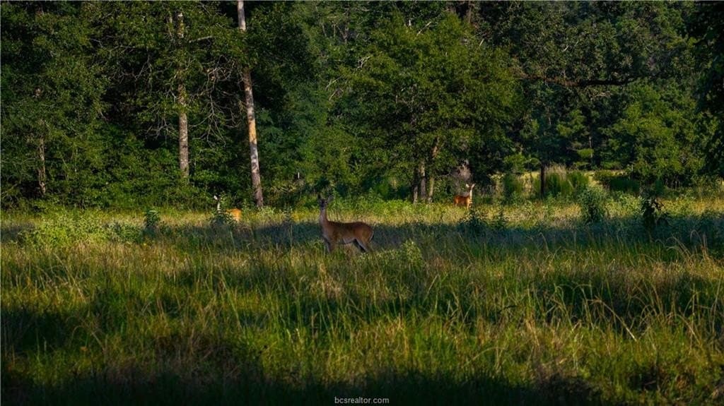 141 acres in Walker County - photo 44