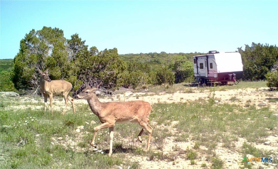 13.03 acres in Bell County gallery image 2