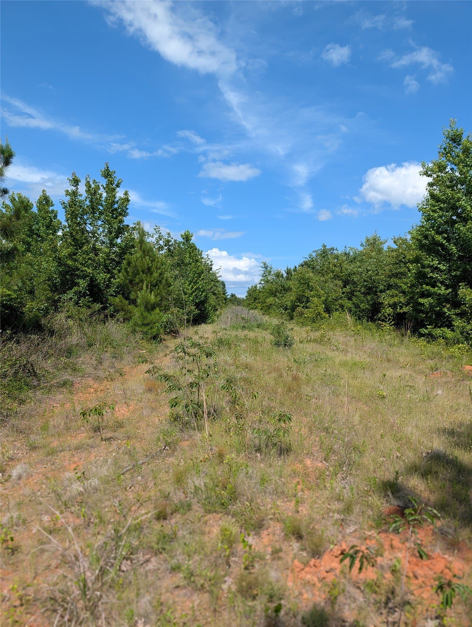 30.06 acres in Bowie County - photo 8