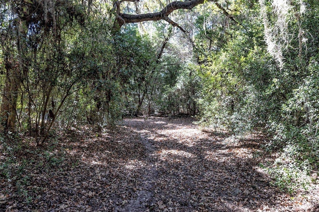 81.92 acres in Lavaca County gallery image 4