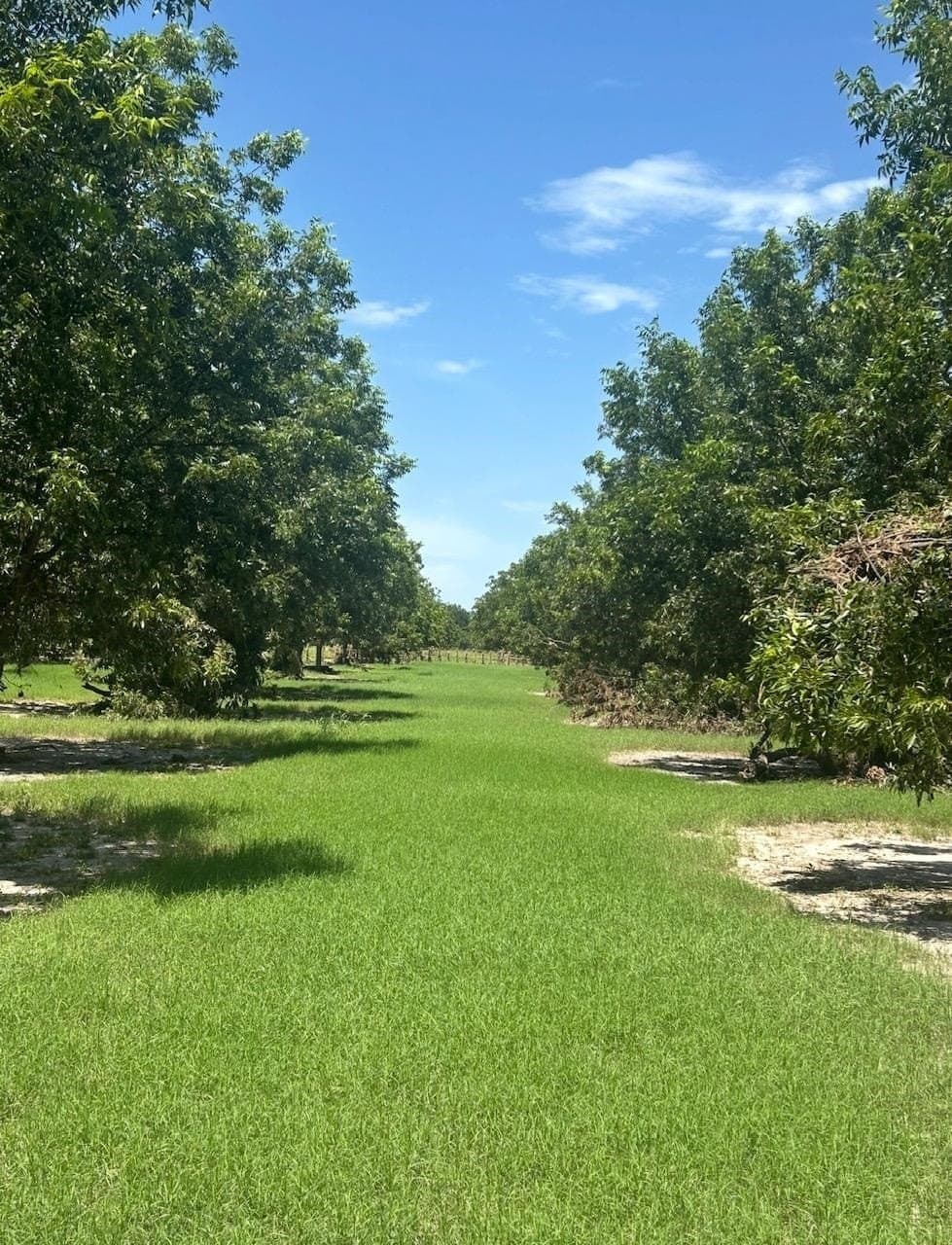 85.11 acres in San Saba County - photo 9