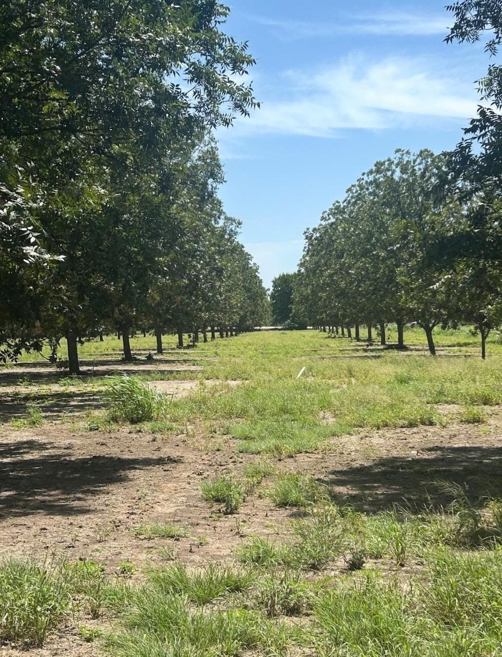 85.11 acres in San Saba County - photo 8