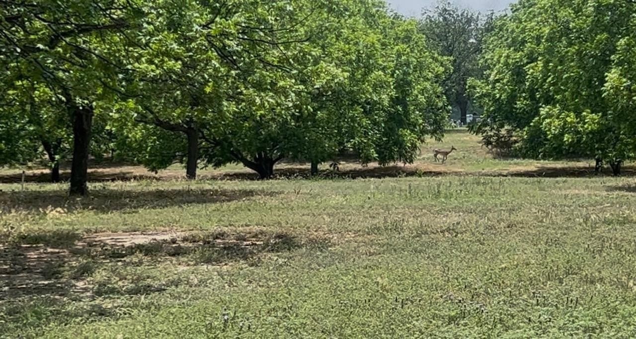 85.11 acres in San Saba County - photo 13