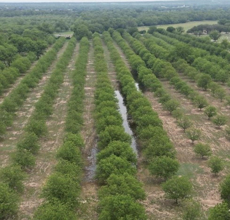85.11 acres in San Saba County gallery image 4