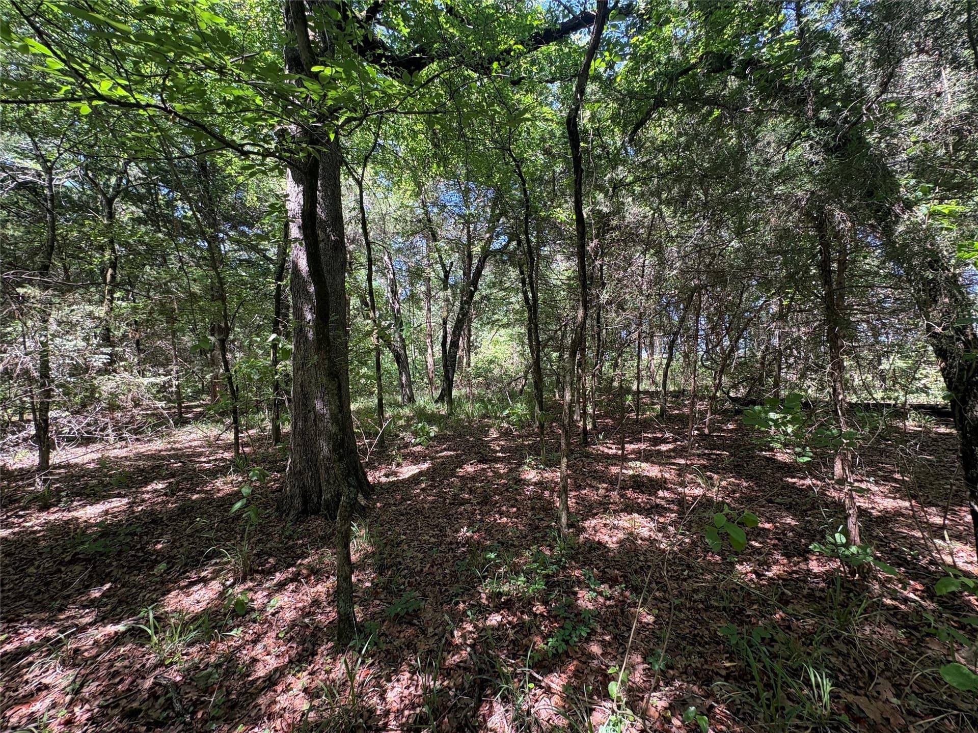 25 acres in Hopkins County gallery image 2