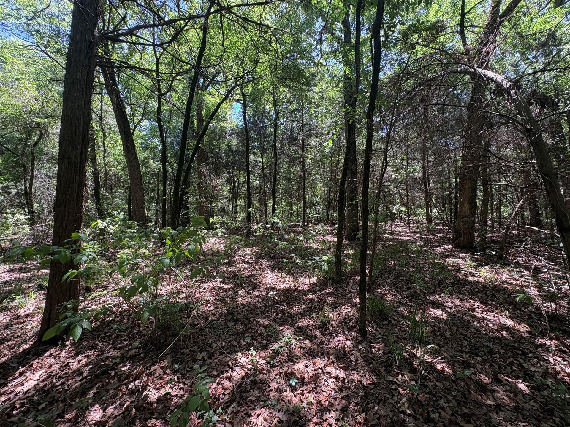 25 acres in Hopkins County - photo 12