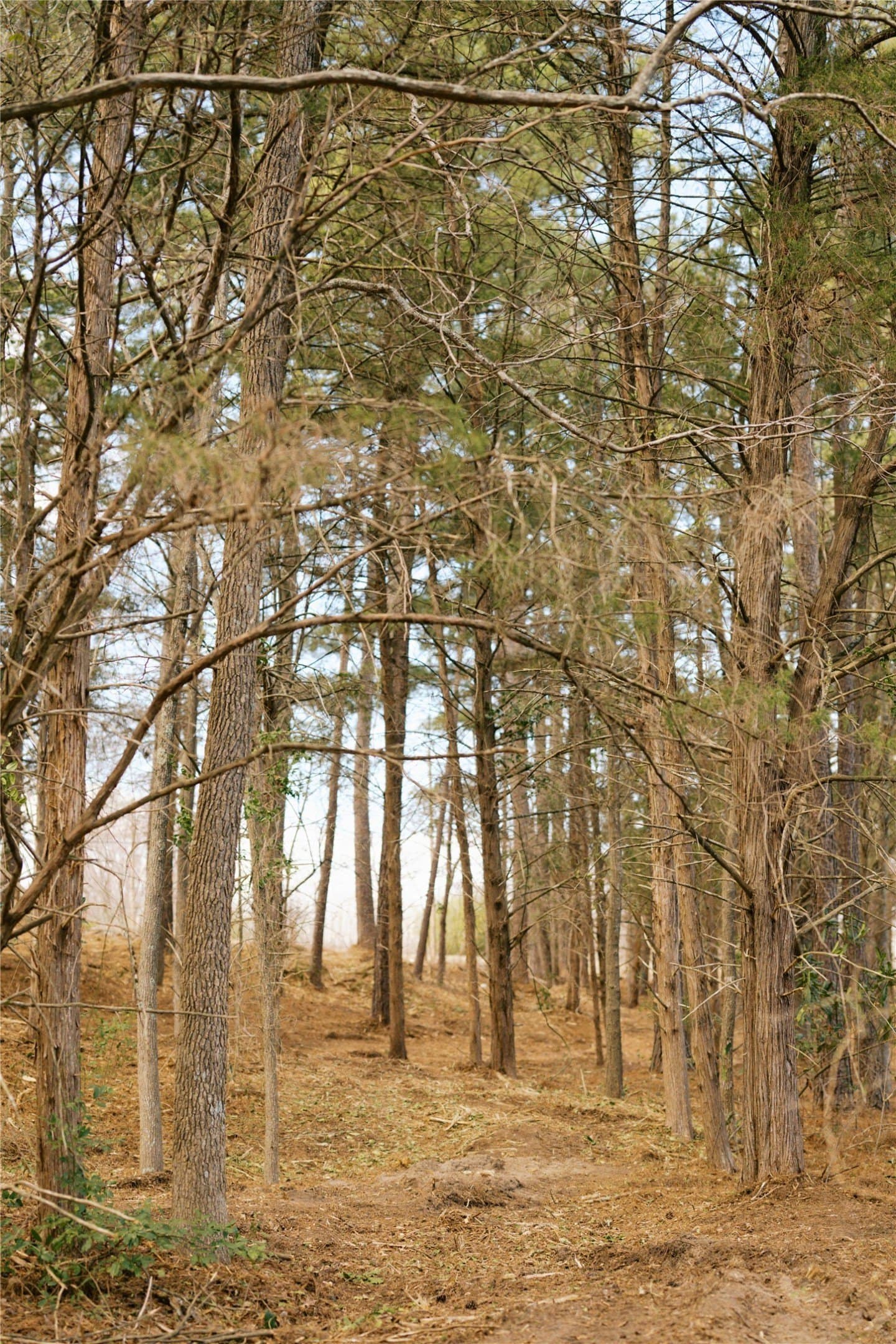 1.05 acres in Wood County - photo 15