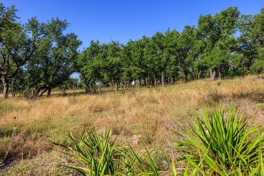 10 acres in Gillespie County - photo 24