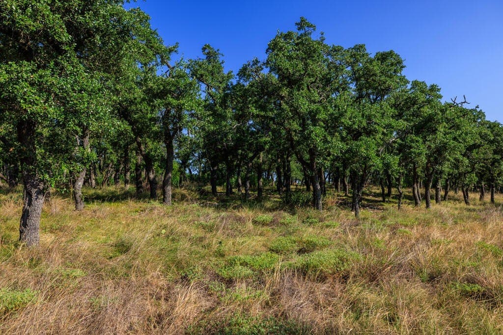 10 acres in Gillespie County - photo 17