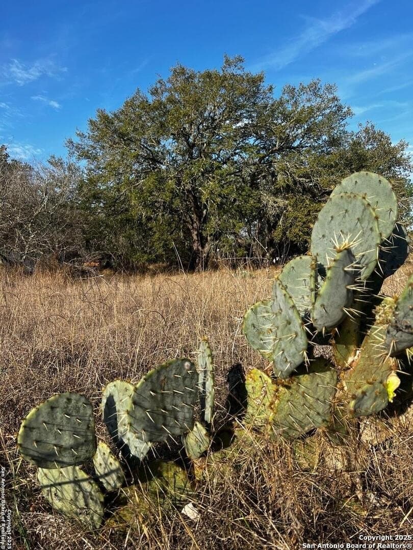 0.79 acres in Atascosa County gallery image 2