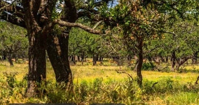 18.41 acres in Kimble County gallery image 2