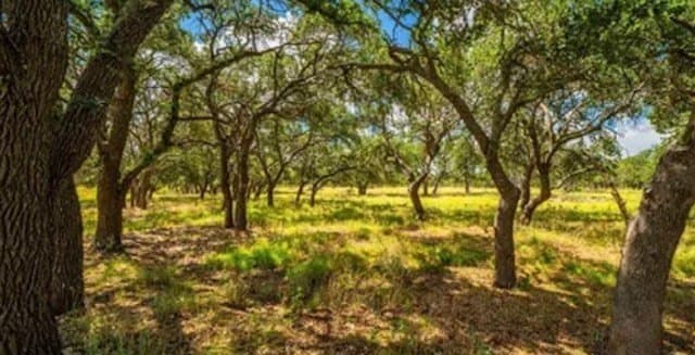 18.41 acres in Kimble County gallery image 4