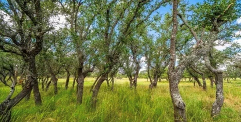 18.41 acres in Kimble County featured view