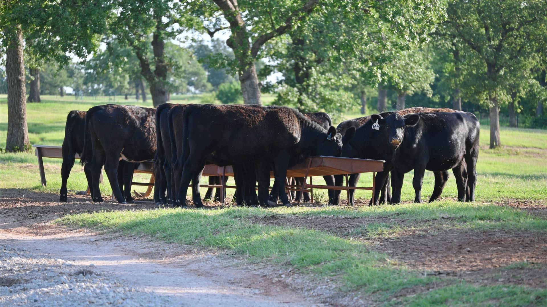 320.27 acres in Montague County - photo 12