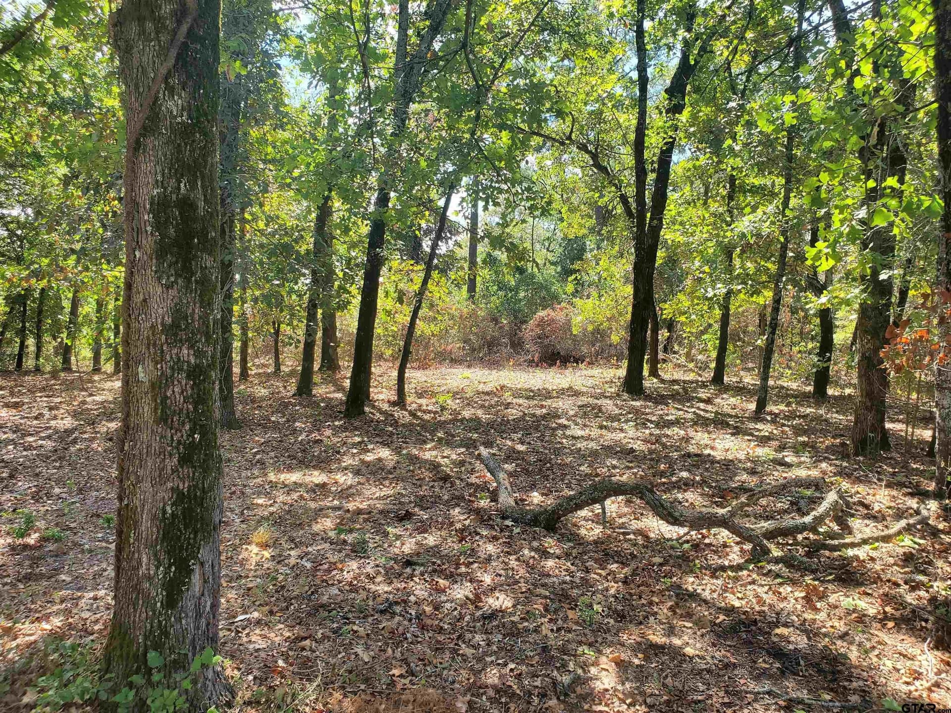 155.8 acres in Smith County gallery image 4