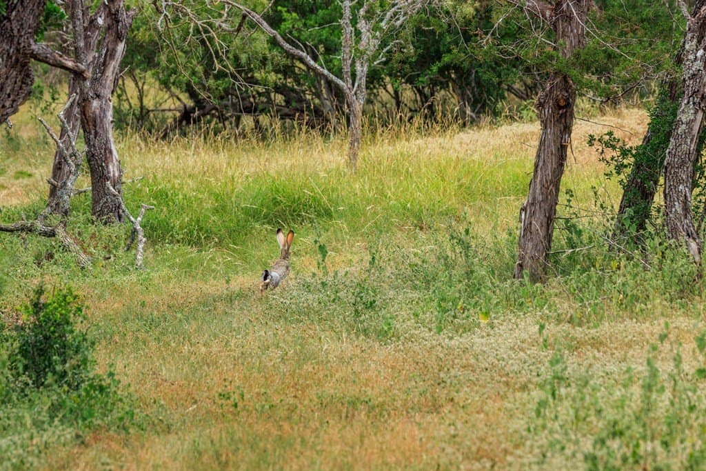 15 acres in Gillespie County - photo 54