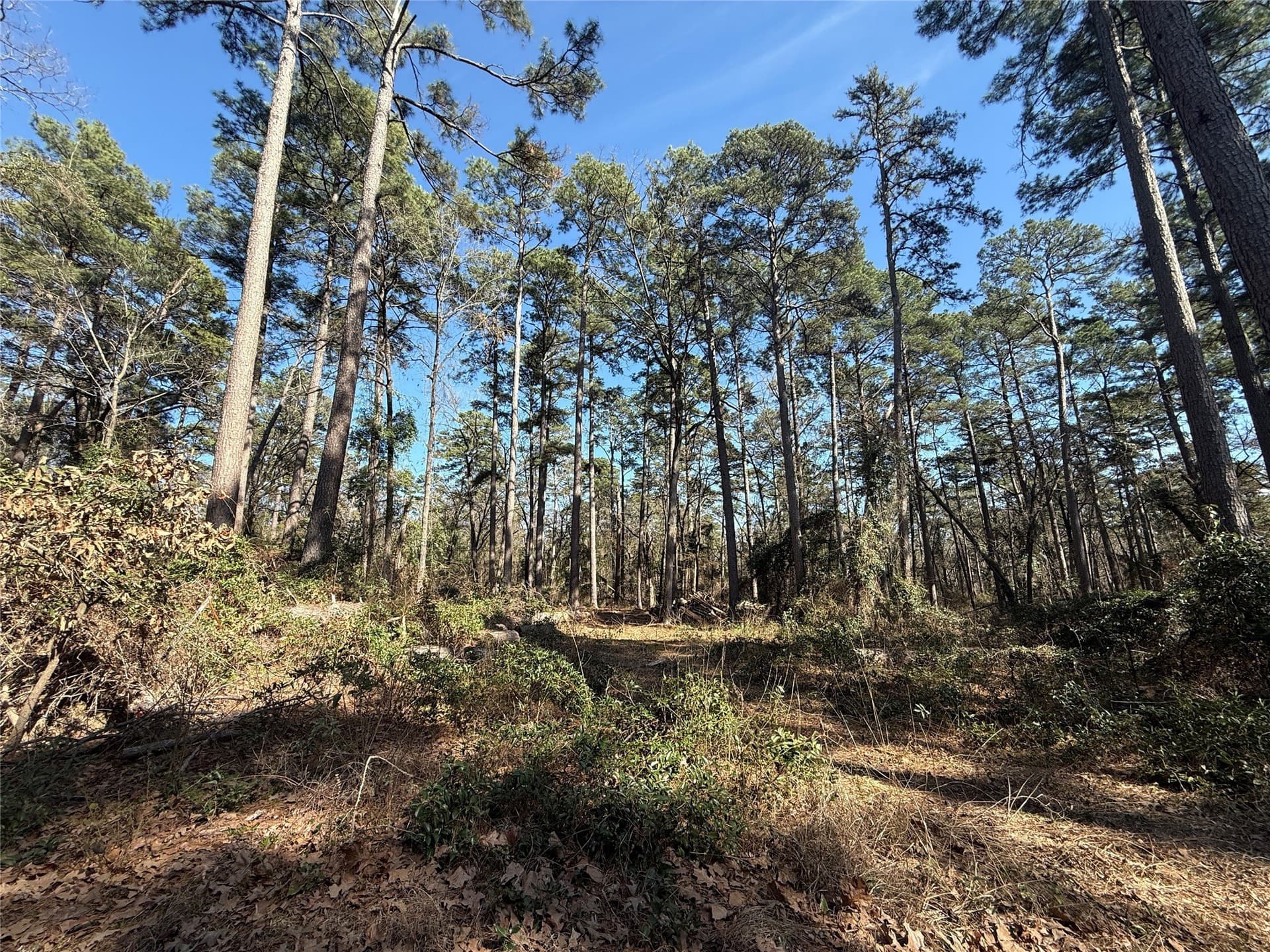 0.78 acres in Wood County - photo 2