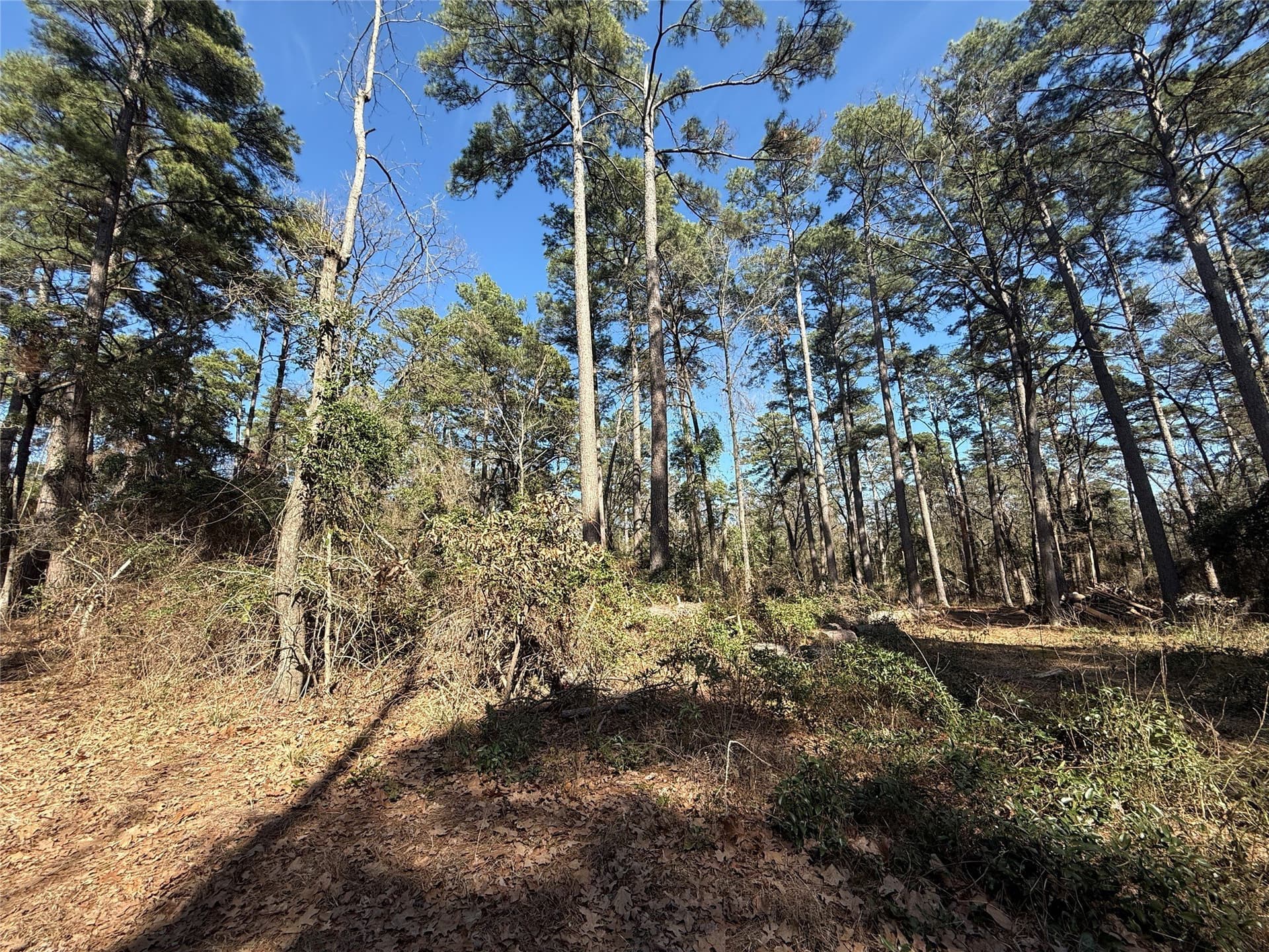 0.78 acres in Wood County - photo 3