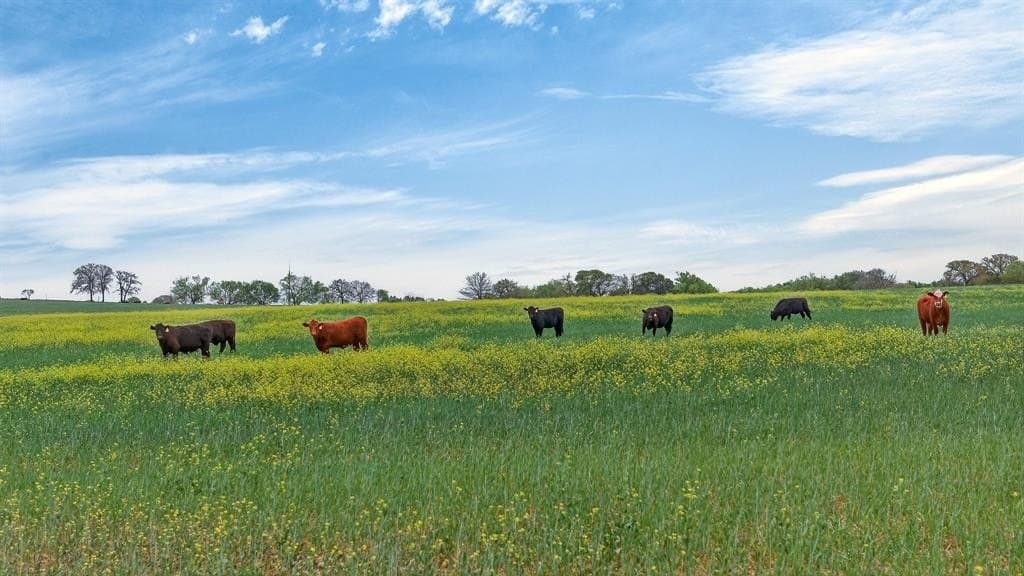 163 acres in Hood County gallery image 4